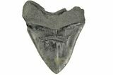 Bargain, Fossil Megalodon Tooth - South Carolina #185221-2